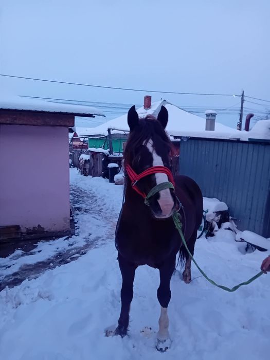 Armăsar de vânzare