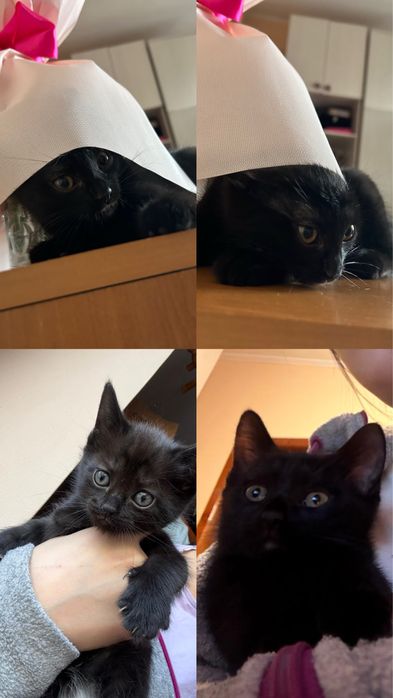 Отдам котенка в добрые руки.