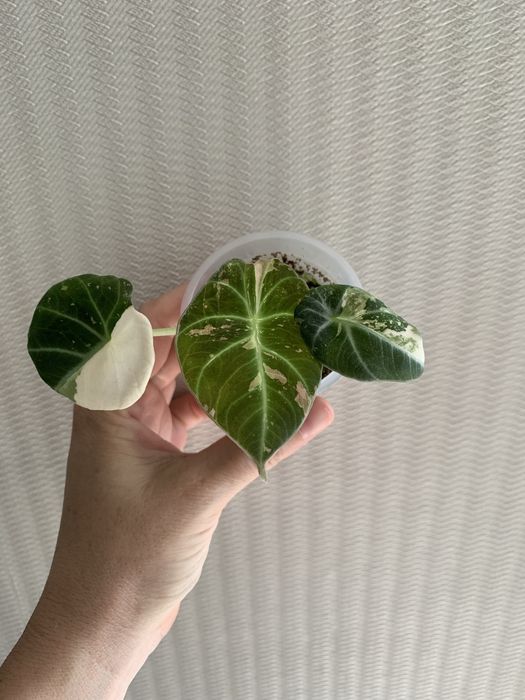 Алоказия Black velvet pink variegated