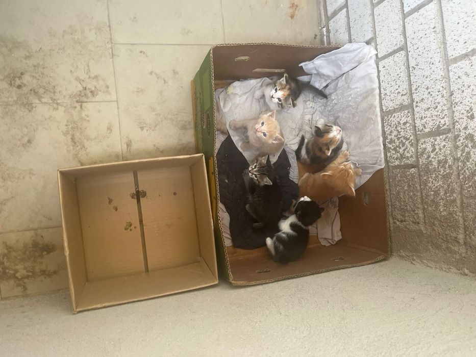 Маргау тегін берем