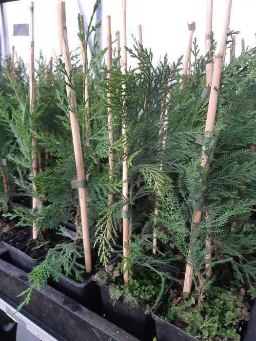 Leylandi chiparos 30-110 cm, calitatea,  nu e fir subtire