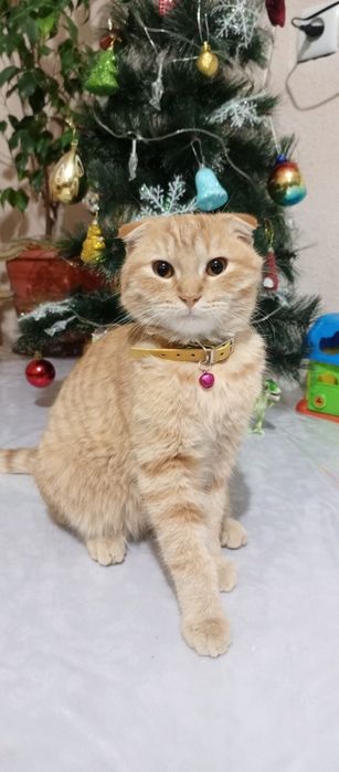 Кошка скотиш фолд 100&