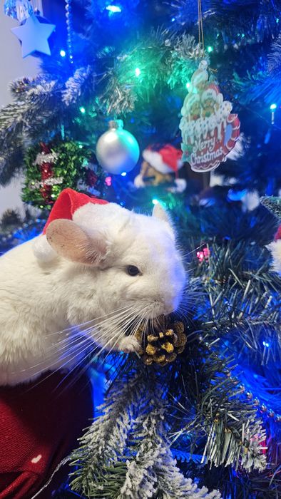 Vand Chinchilla albă