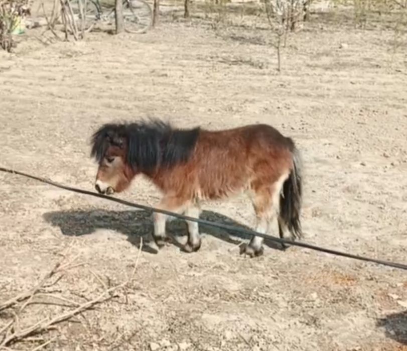 Пони  Poni  ot urgʻochi