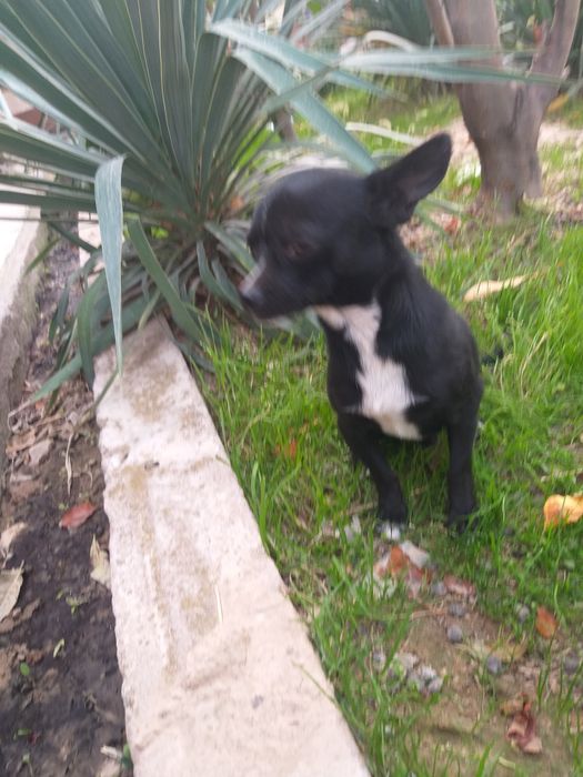 Продам чихуахуа свет чёрны