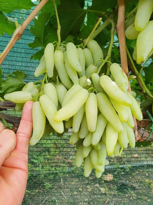 Lamborghini vita de vie