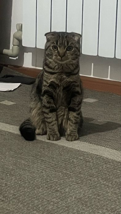 Кот шотландский вислоухий