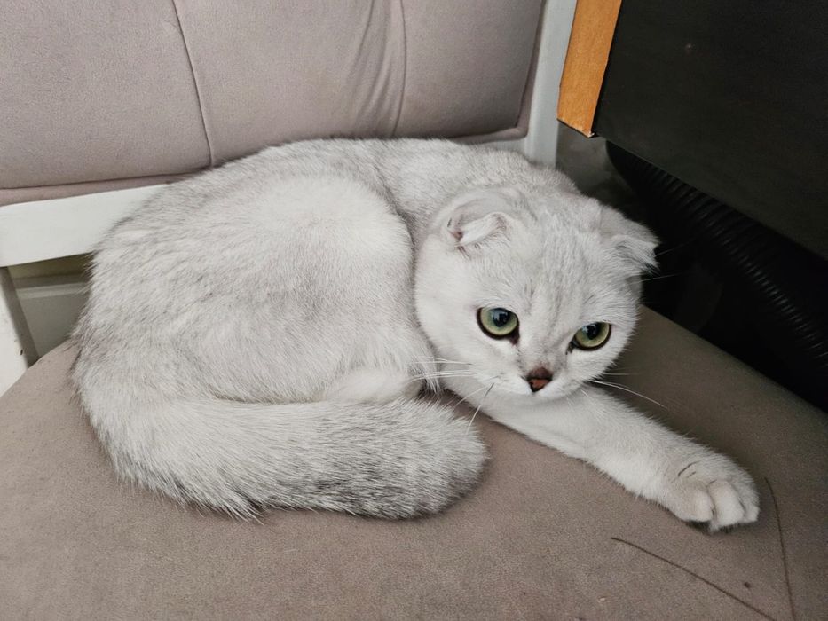 Кошка Шотландская вислоухая