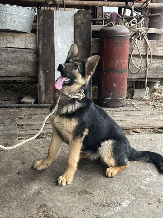 Продам немецкую овчарку