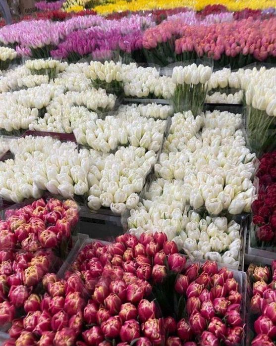 Только у нас свежие тюльпаны на 8марта