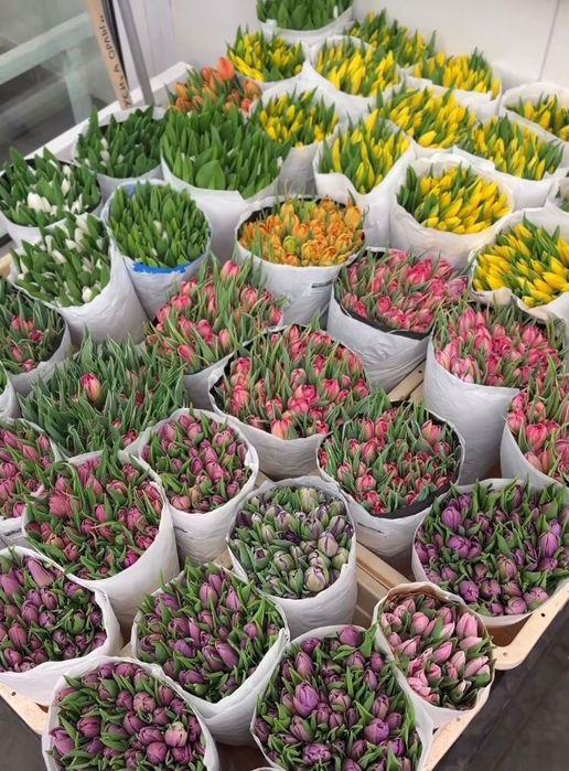 БРОНЬ Тюльпаны на 8 марта