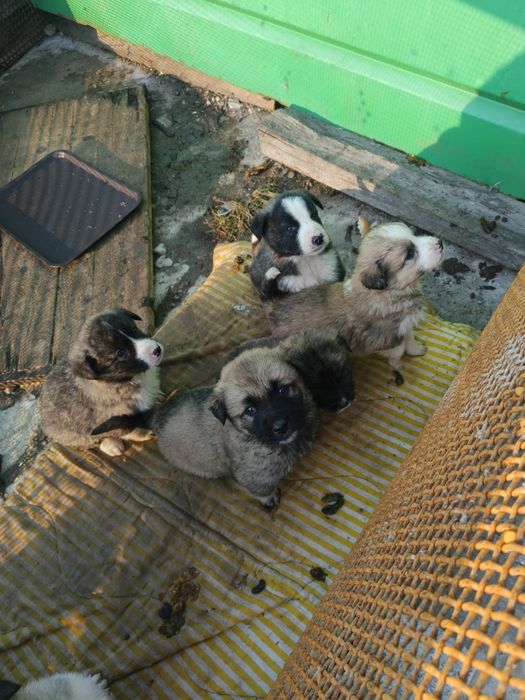 Donez Cățeluș pui