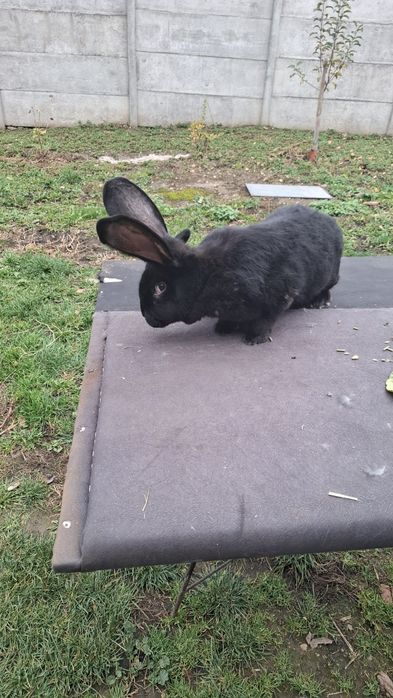 Urias german gri , gri fier , negru ,galben, cincila