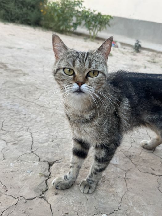 Skotish strayt bengal