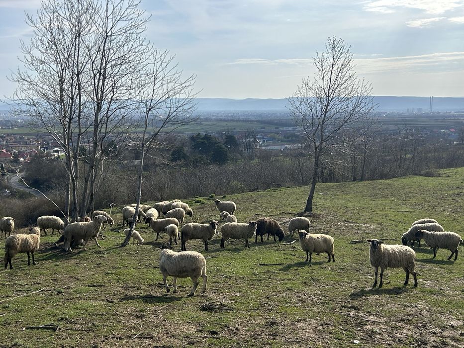 Oi de vânzare Metis