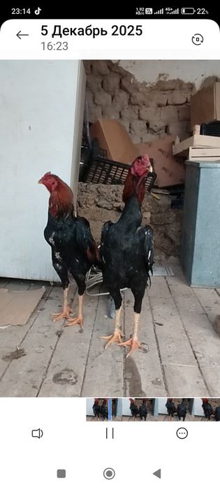 Сатлады срочнаа.