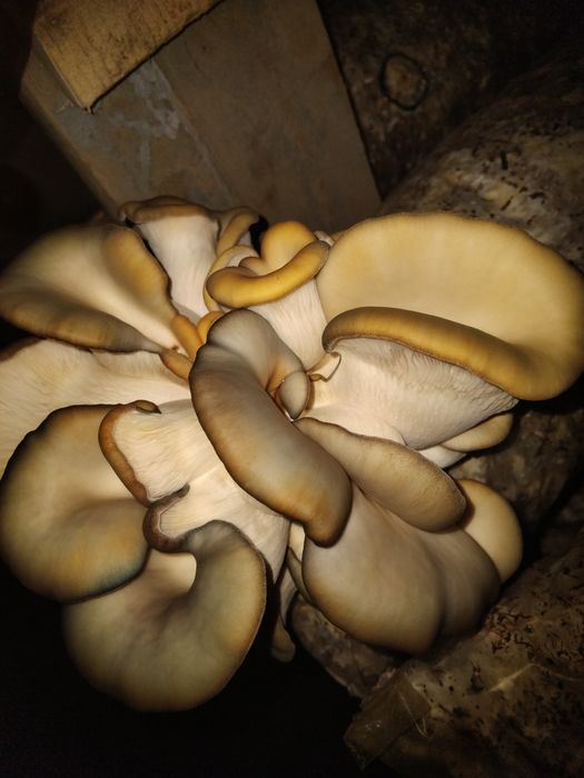 Грибы вешенко 1600