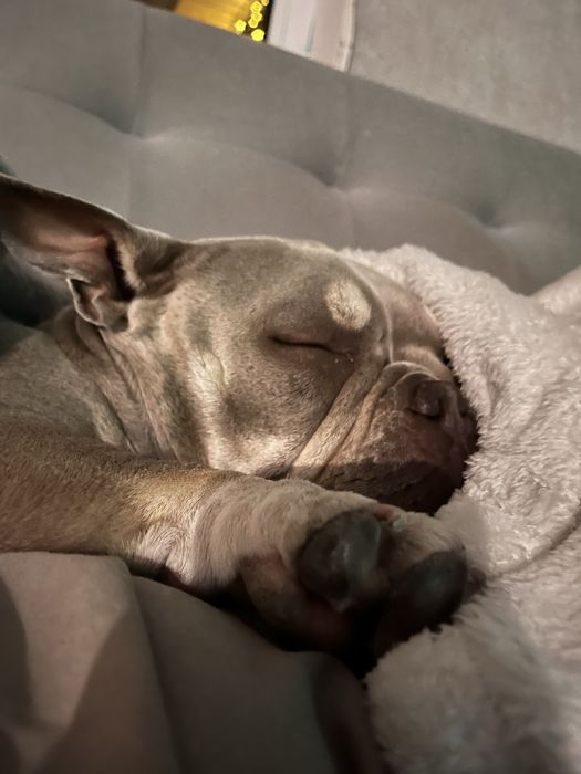 Американская булли