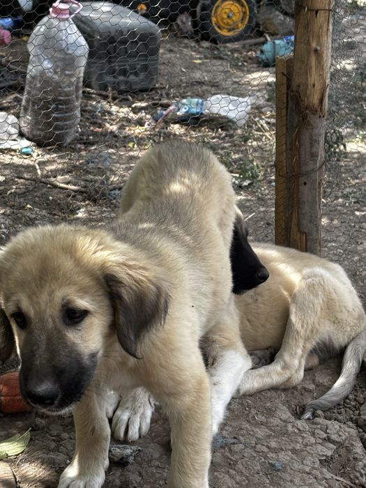 Кучета Кангал мъжки
