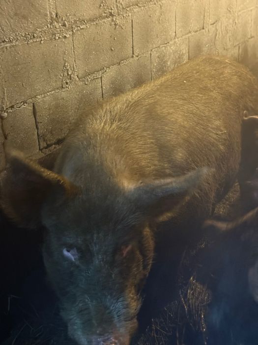 Кабан осеменитель парода ландрас