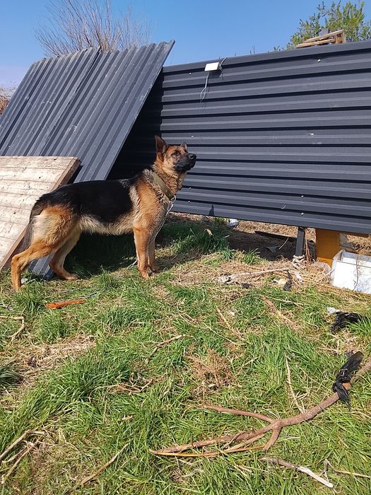 Немецкая овчарка