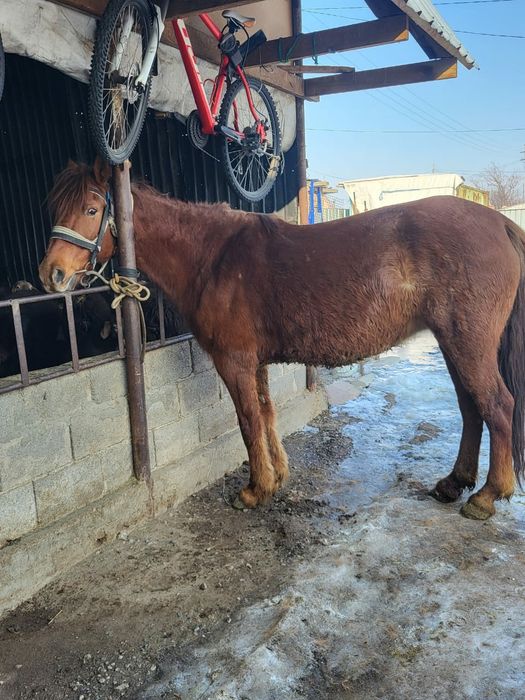 Продам кабылу 6 лет