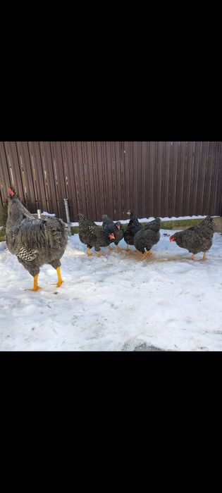 Oua incubat cu precomanda