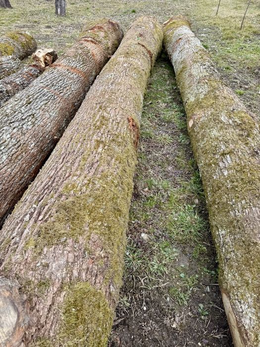 Stejar gorun masiv de dimesiuni mari.