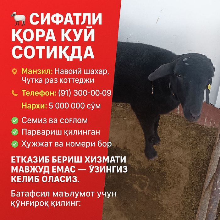 Qulogi kesilmagan baquvvat soglom.quy