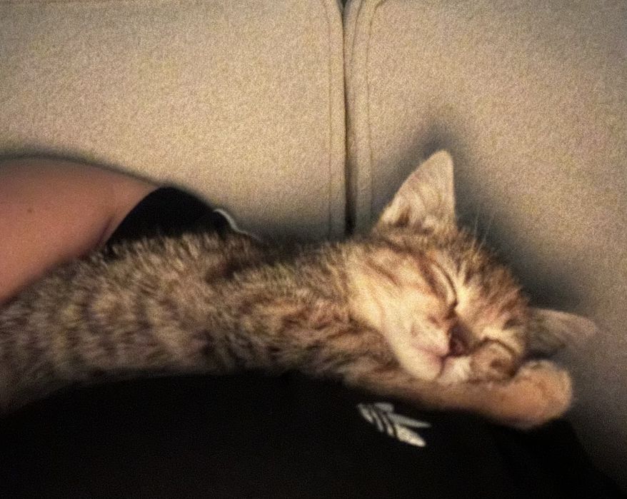Отдам котенка в добрые руки