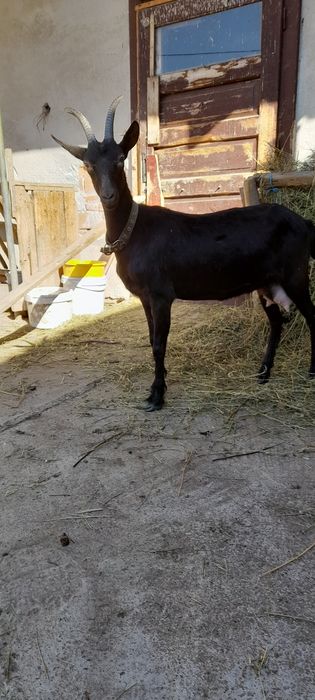 Capra rasa Alpina Franceza la prima fatare