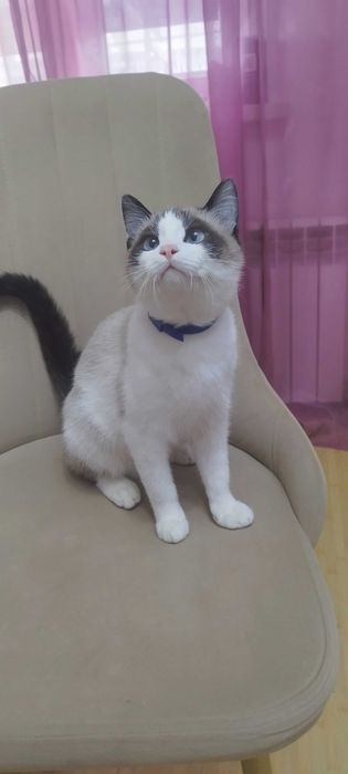 Отдам Котят в хорошие руки