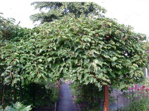 Киви 'Ken's Red' (Червено киви)