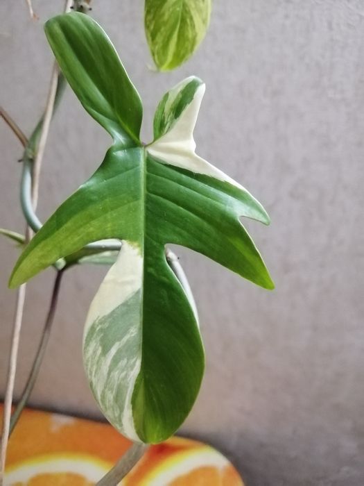 Продаю укорененные черенки филодендрон маска.