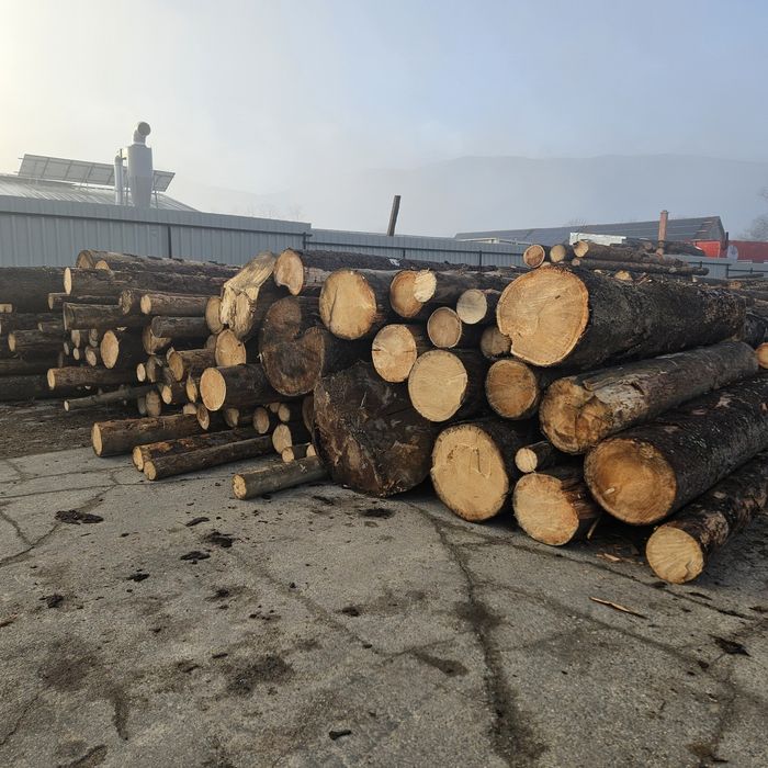 Vând bustean rasinos