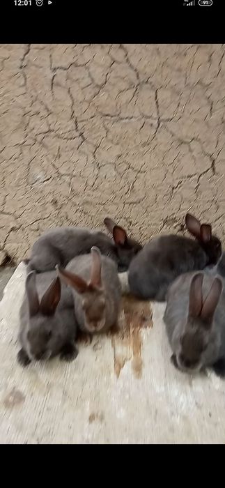 Кролчати парода сатин окрас люкс