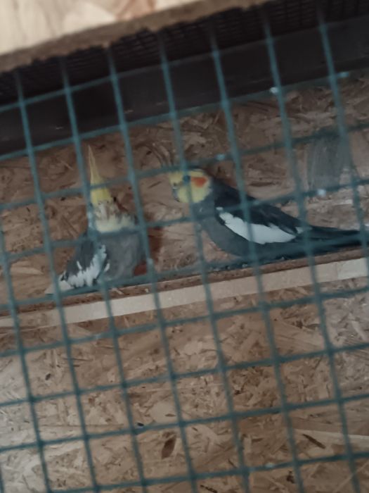 Turturele diamant peruș și nimfe