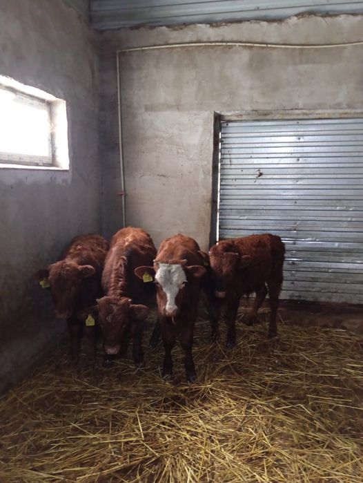 Продам 4 бычка , Бесагаш