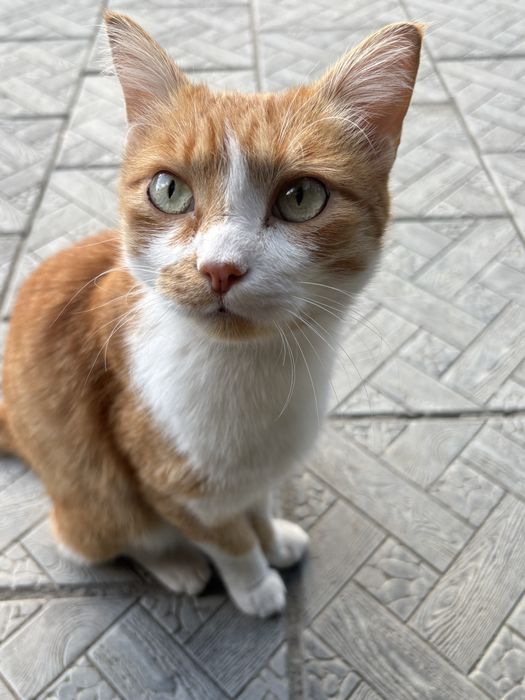 Кошечка ищет дом
