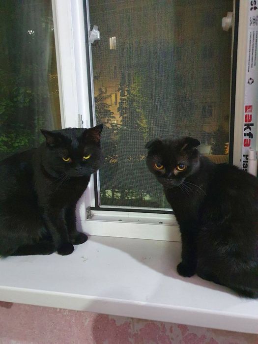 Парода скотиш фолд и  бритиш страйт