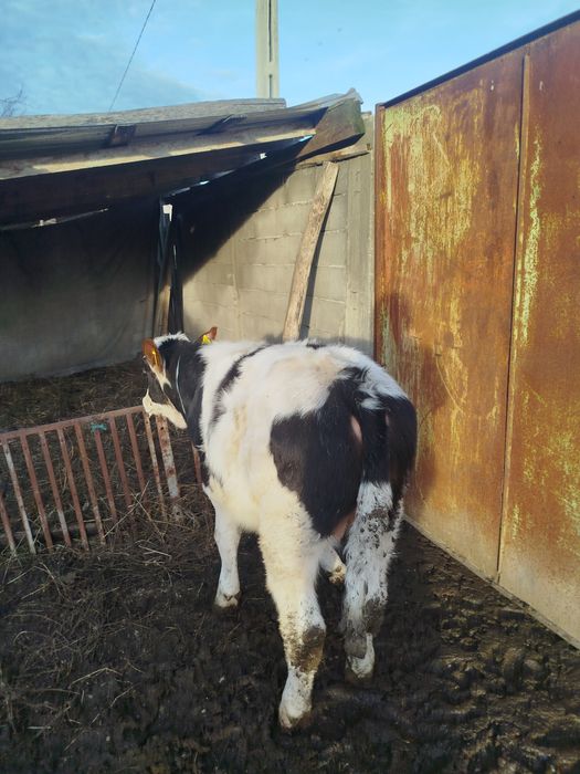 Vitei crescuți în gospodărie