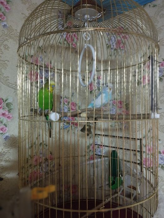 Продам попугаев с клеткой