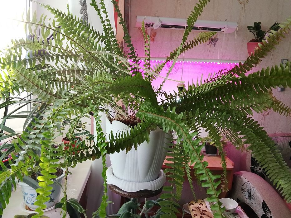 Продаю папоротник