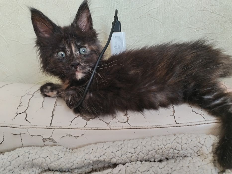 Мейн кун девочка