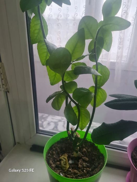 Продаю цветы.. комнатные