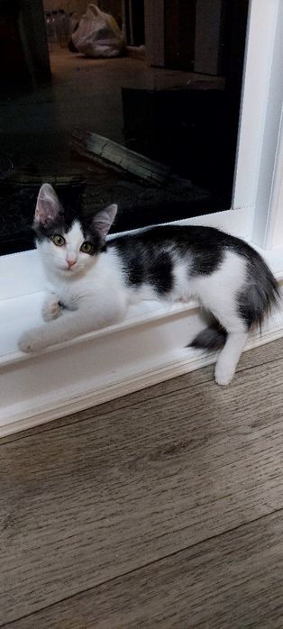 Отдам котёнка в добрые руки
