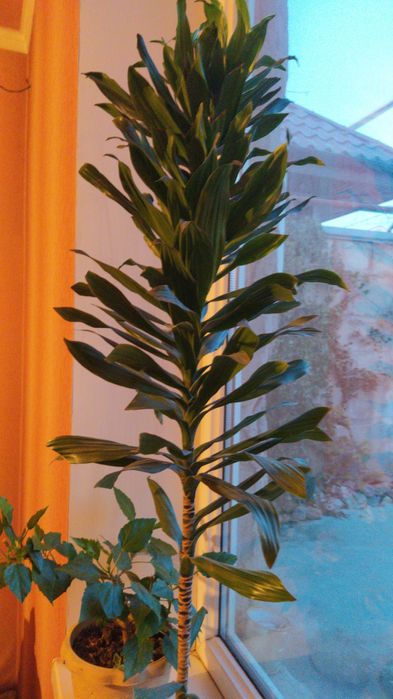 Панданус--в переводе Надежда+Мир