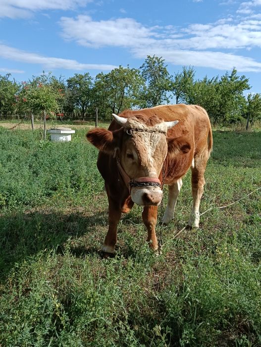 Vând vițel rasă bălțată românească