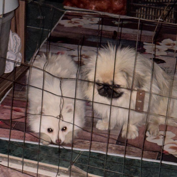 Мальчик Пекинеса 1 год!