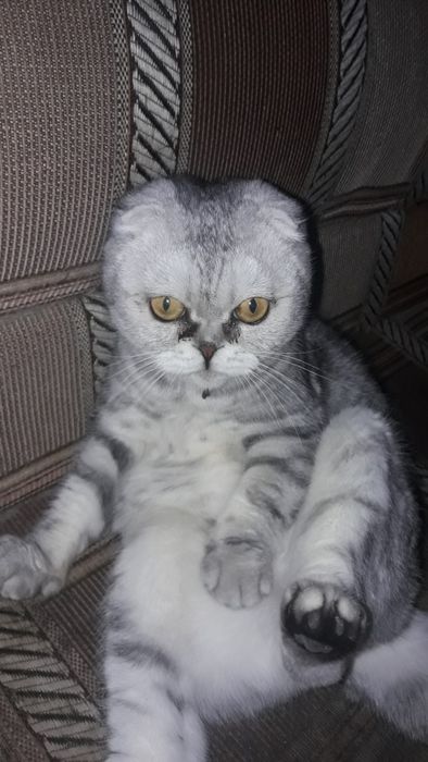 Шотландская кошка.